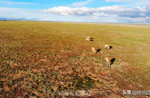 穿越青海可可西里无人区，偶遇2名朝拜者，珍稀藏羚羊突然出现