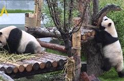 秋天，在家门口一起来看国宝大熊猫！