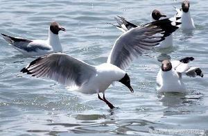 6200余只水鸟青海湖上“舞”芭蕾