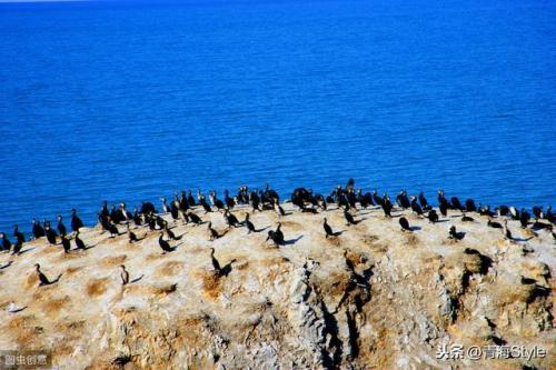 青海湖的“鸟岛”是怎么形成的？为何成千上万的鸟儿要往这里飞？