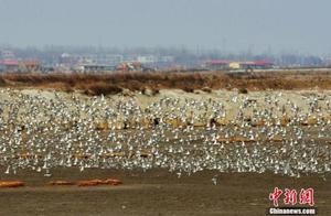 万余只水鸟迁抵中国内陆最大湖泊青海湖