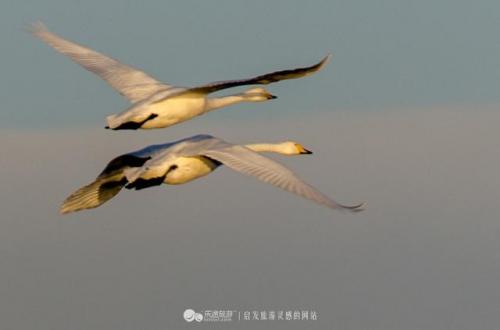 冬季来青海湖看“鸟中仙子”大天鹅