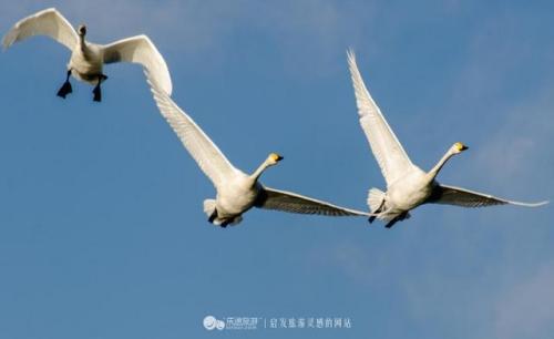 冬季来青海湖看“鸟中仙子”大天鹅