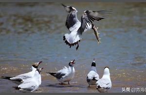 青海湖鸟岛上的“四大鸟王”，原来是斑头雁、鱼鸥、棕头鸥和鸬鹚