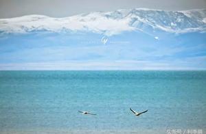 「透视旅行」美丽的青海湖鸟岛