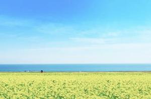 七月，一起去青海湖看油菜花吧，错过就要再等一年！