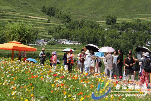 民和：“赏花经济”带热乡村旅游
