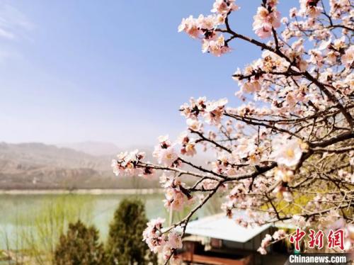 青海：高原春来晚，黄河岸畔率先开启赏花季