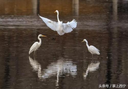 惊喜！西宁北川河湿地公园竟飞来了这么多白鹭，美！