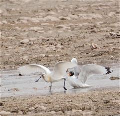 北川河湿地公园上演鸥鹭“大战”