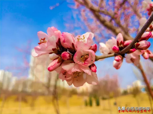 今天，把西宁最美的春天送给你！