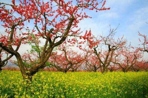 「大美青海」暖春四月最佳旅行地榜单，这些地方藏着青海最美的春天