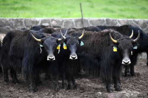 青海：牦牛藏羊质量安全可追溯规模超400万头