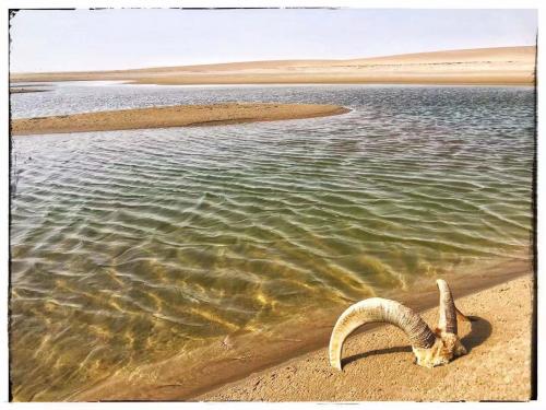 沙漠深处的奇迹，消失百年的湖泊重现生机