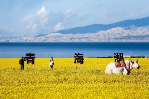 七月赏青海湖油菜花，湖水雪山，蓝天白云浑然一体，现在去也不晚