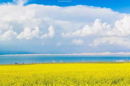 七月赏青海湖油菜花，湖水雪山，蓝天白云浑然一体，现在去也不晚