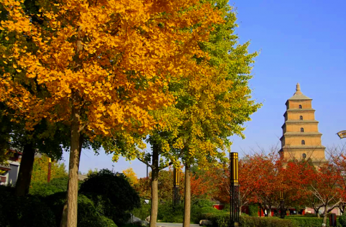 秋季颜值超高的八座城市，适合9-10月份旅游，有没有你喜欢的？